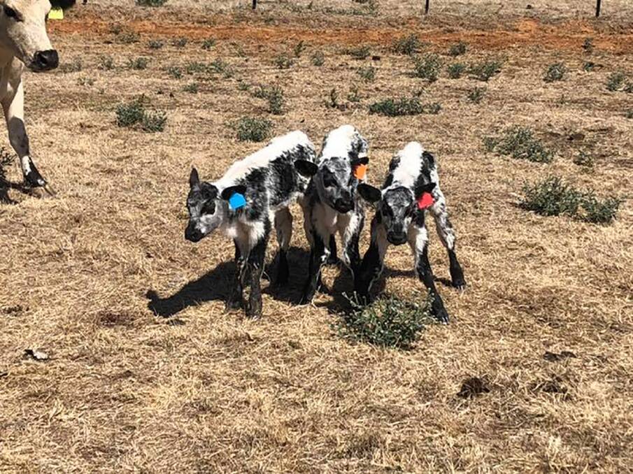 Triplet heifer calves weighing 59 kilograms in total and all showing the same markings were born at the Black Diamond Speckle Park stud, Marcona. Photo supplied. 