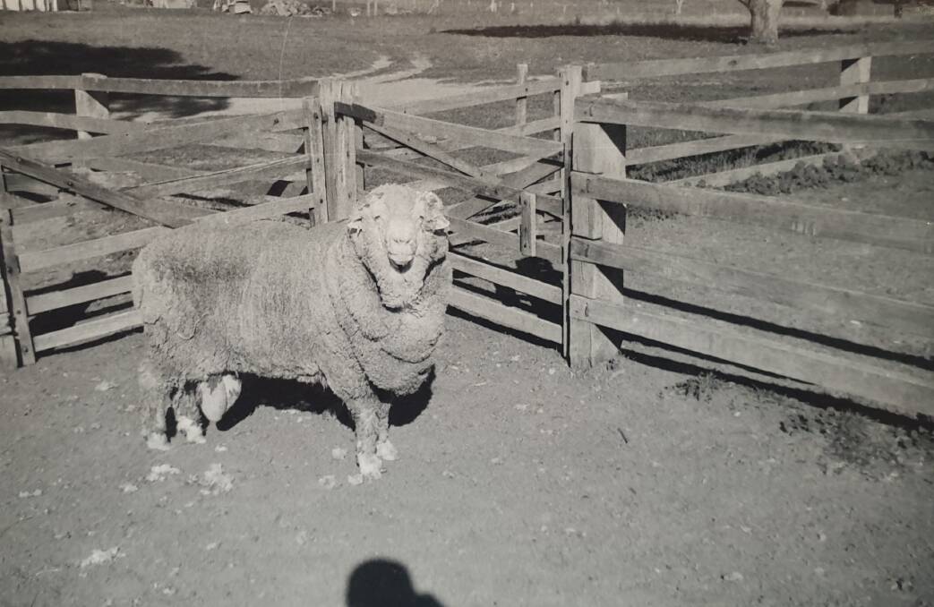 Sir Fred born in 1959 is one of four rams who contributed to the pool of semen frozen in 1968.