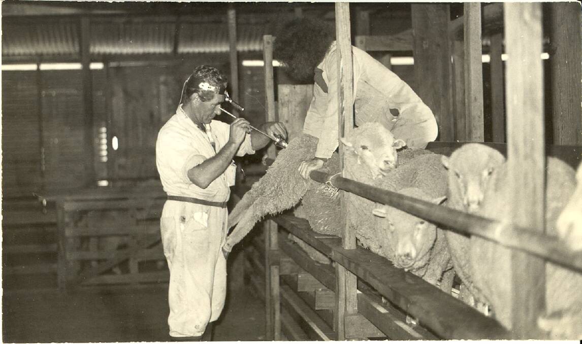 Dr Steven Salamon conducting cervical artificial insemination of a ewe. Picture: University of Sydney 