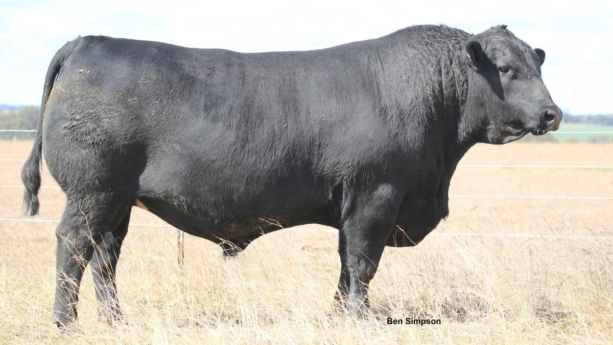Clunie Range Legend is a platnium sire meaning he produces a conception rate up to 10 per cent higher. Photo: ABS
