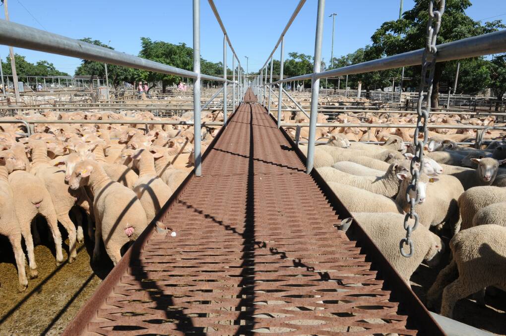 Dubbo Stock and Station Agents president Martin Simmons said as of this Monday, the prime lamb and sheep sale will be held on the proviso of following strict COVID safe protocols.