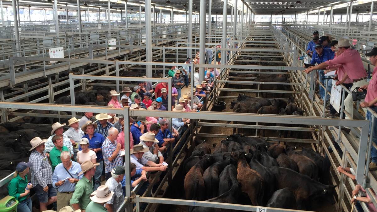 Buyers on the rail at the Wodonga weaner sales which start today.