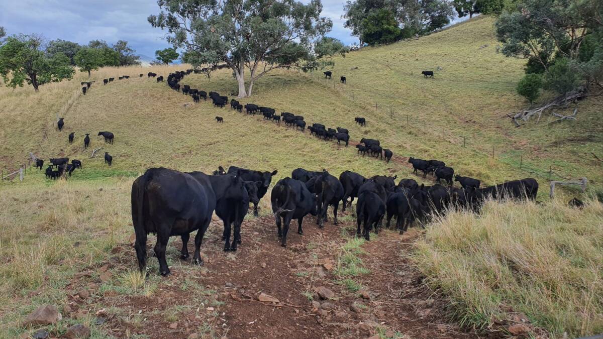 Makiwa is estimated the country would handle about 360-380 breeders, taking the steer portion up to 460-480kg feedlot weights, and retaining replacement heifers. Picture supplied