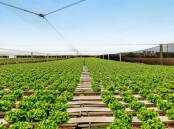 Yalara Hydrogardens is a supermarkets-focused hydroponics business that has been in operation for the past 30 years. Picture supplied