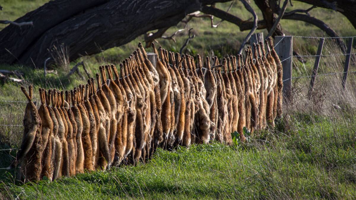 Fox carcasses strung on a fence in southern NSW. In Australia, foxes are estimated to cause about $190 million in environmental damage each year, including $17.5m in lamb predation.