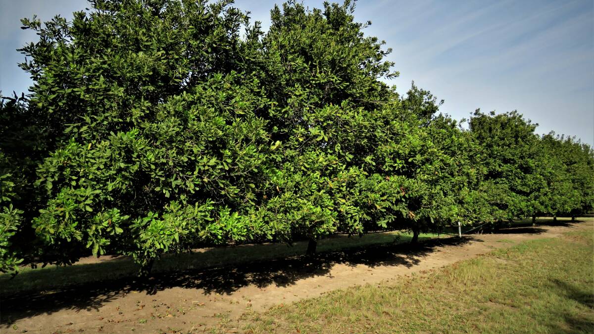 The orchard was planted in April 2007.