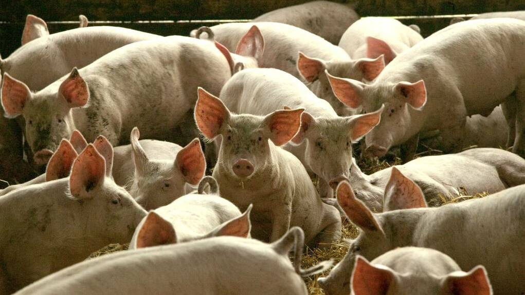 DISEASE THREAT: More outbreaks of African swine fever have been confirmed in Indonesia, heightening fears the disease could come to Australia.