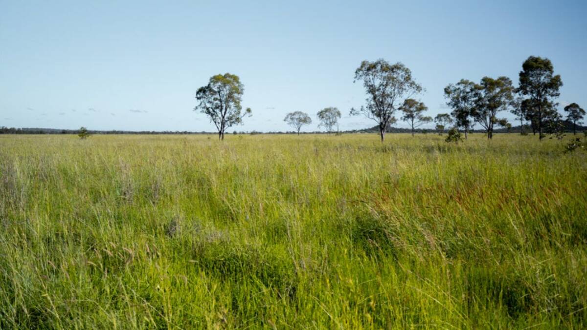 Pastures include buffel, curly Mitchell, blue grass and native species with medics and salines in seasons. Picture supplied