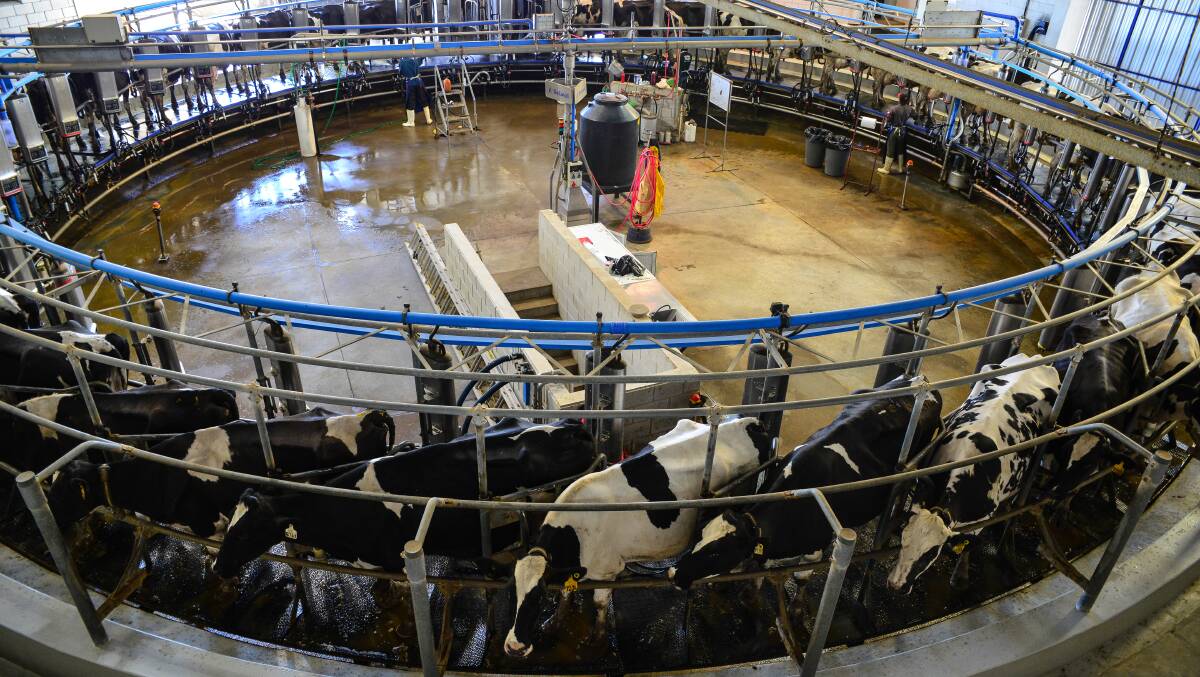 On average the herd produces 45,000 litres a day. 