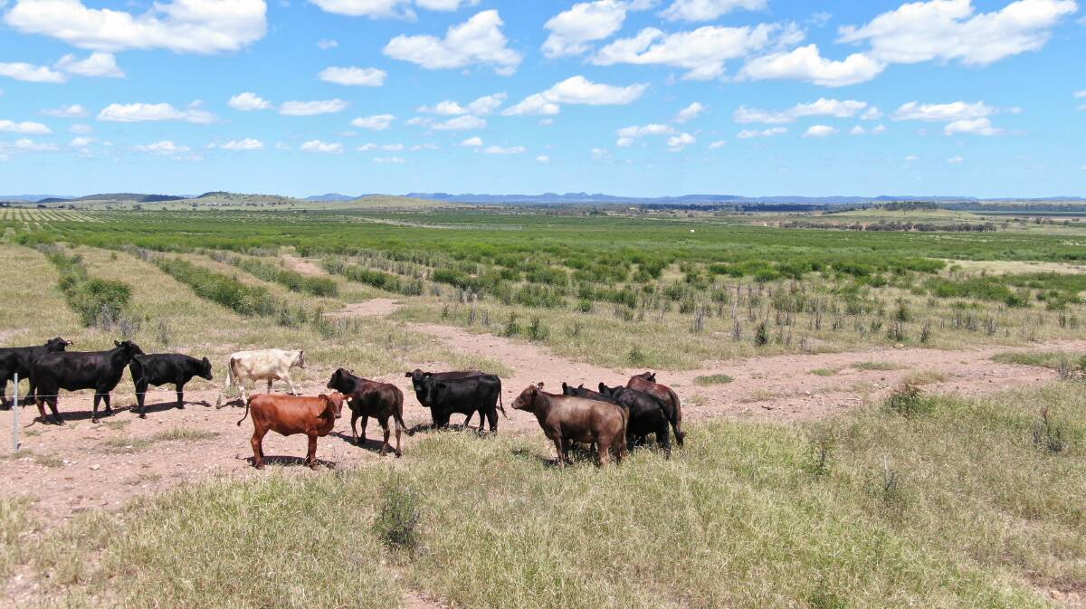 Acacia, a highly developed irrigated cattle enterprise at Theodore, is for sale.