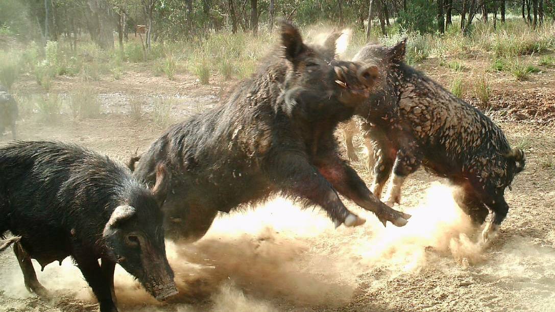 The estimated $100 million in damages caused by feral pigs is just the tip of the iceberg, says a new pork industry report.