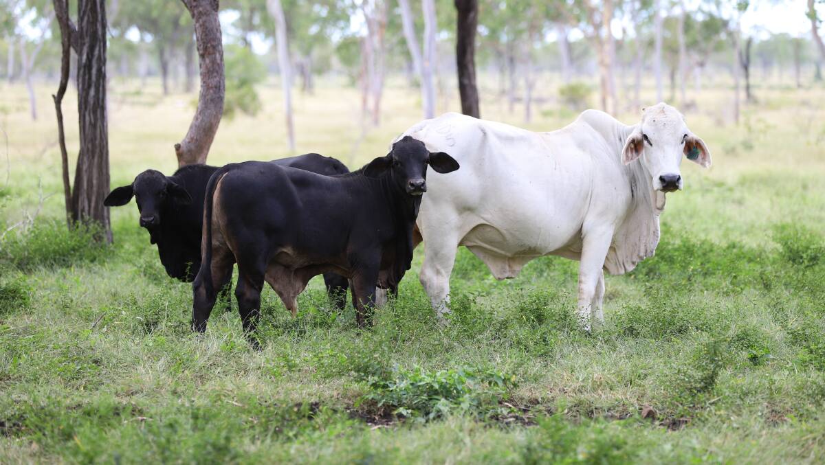 NUTRIEN HARCOURTS: Inkerman Station is being offered with 3000 quality female cattle, including the entire 2021 calf drop and 100 Brangus bulls.