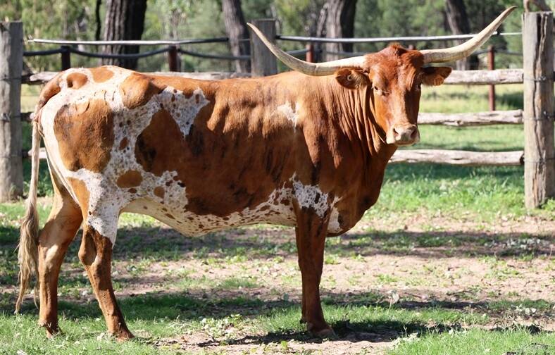 Trails West will be the first Texas Longhorn sale ever held in Queensland.