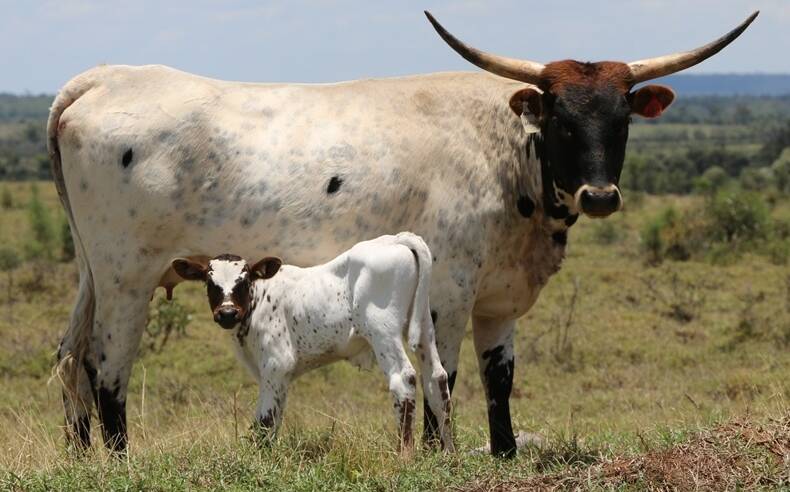 Texas Longhorn cattle are recognised as highly fertile, no calving problems, and an extremely good temperament.