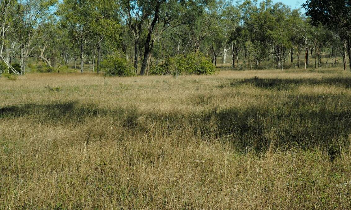 The country carries a good body of soft, native grasses with areas of buffel spreading throughout.