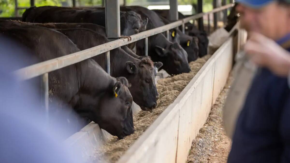 Luxury quality beef is produced for high end customers in both domestic and export markets.