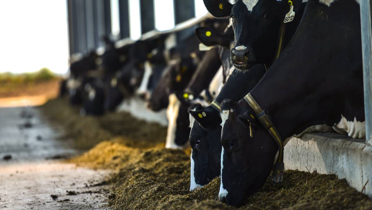Each of the cows is fitted with a collar to monitor rumen activity as part of a forewarning system for mastitis. 