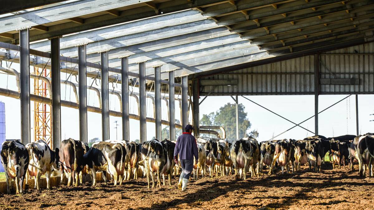 PANPAS PRODUCTIVITY: An innovative shedded dairy system is proving a winner for the Chiavassa family in Argentina. 