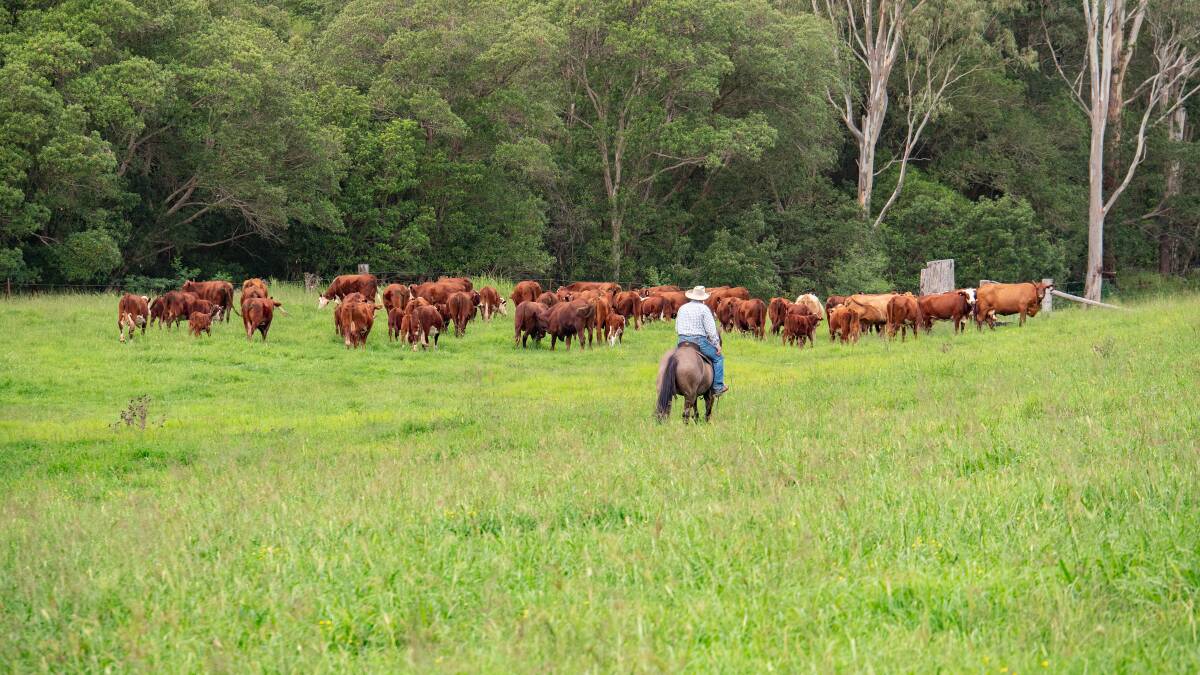 TABULAM: NSW Northern Rivers property Burnbrae is generating plenty of interest from cattle producers and lifestyle investors.
