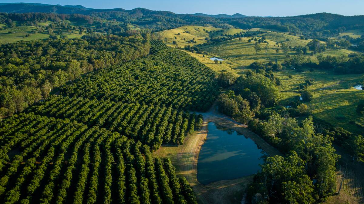 COLLIERS AGRIBUSINESS: Wolvi macadamia farm Warrawee is being sold through an expressions of interest process closing on May 5.