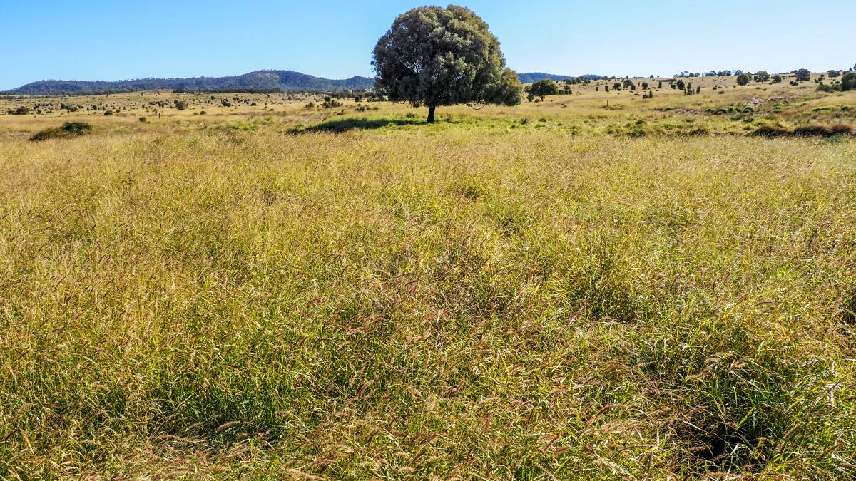 Established improved pastures include Gayndah, nunbank and Biloela buffel as well as green panic, and seca stylo, and native species.