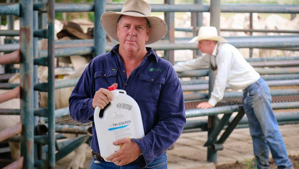 NEW APPROVALS: Tri-Solfen is now registered for dehorning and disbudding in addition to castration. Consolidated Pastoral Company’s Allawah stud manager Jason Purcell trialed the pain relief product during this year's on-property branding of calves.