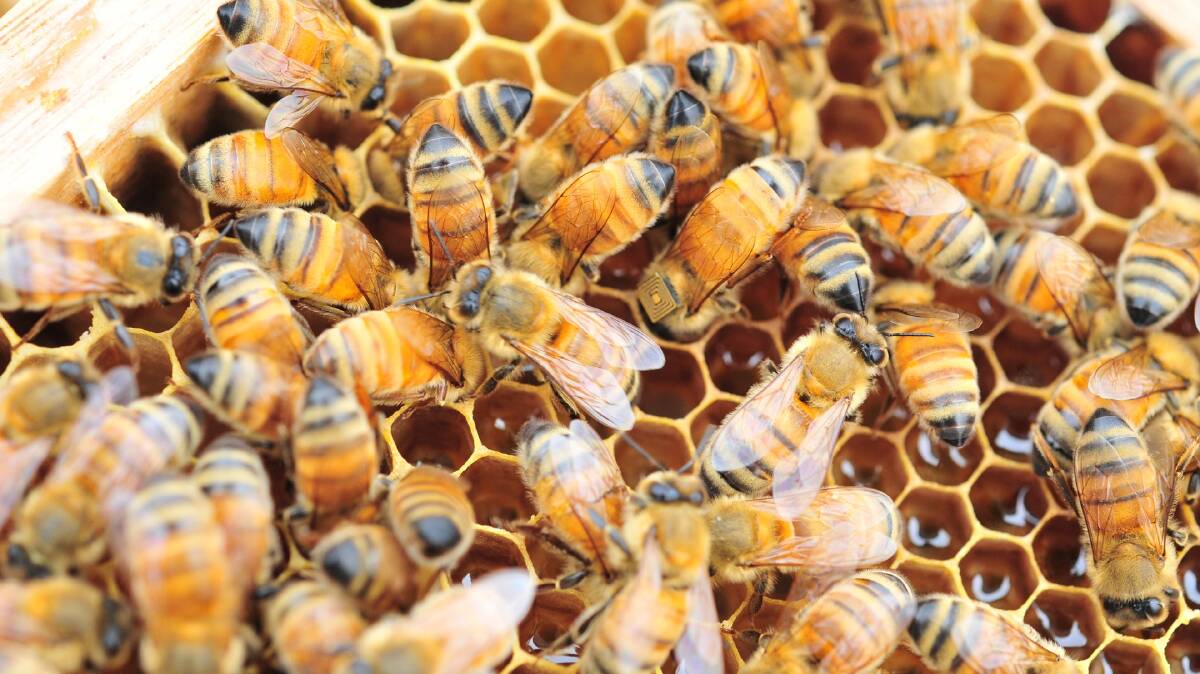 SWEET TIMES: Genetic selection of queen bees could increase average hive production by 1kg a year. Photo - CSRIO.