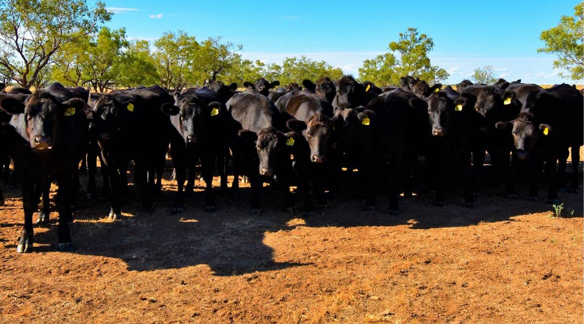 RAY WHITE RURAL: The 13,104 hectare Longreach property Colanya has sold at auction for $3.25 million. 
