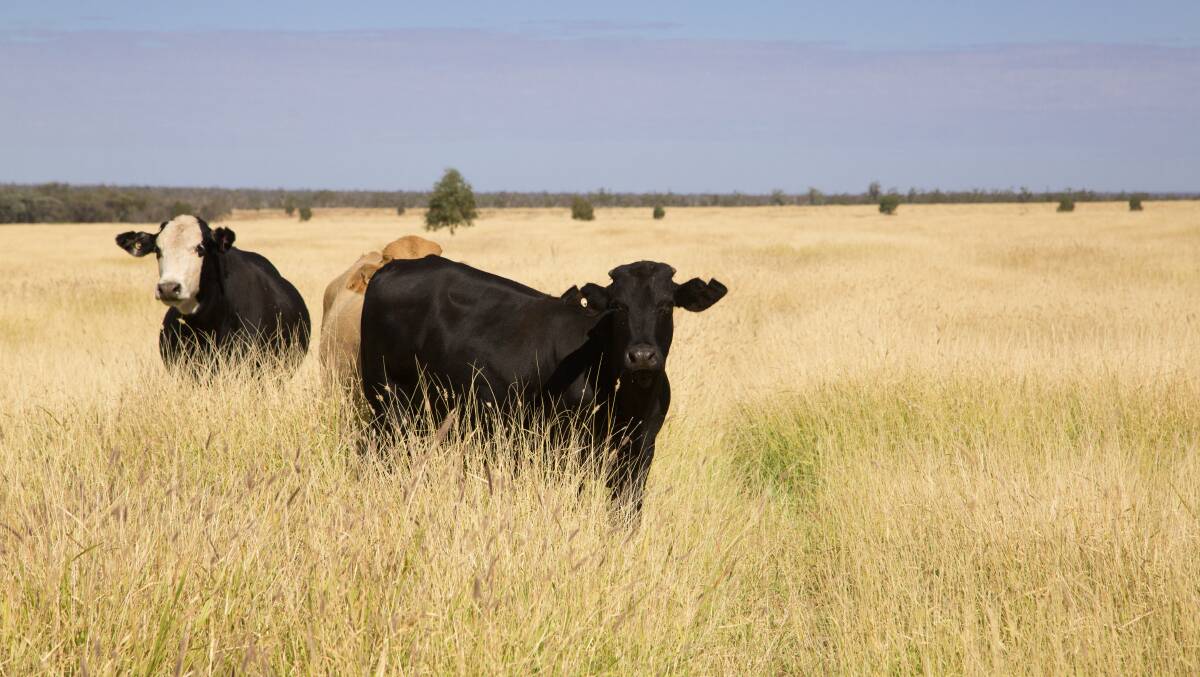 The carrying capacity is estimated to be 1000 breeding cows with progeny to weaning.