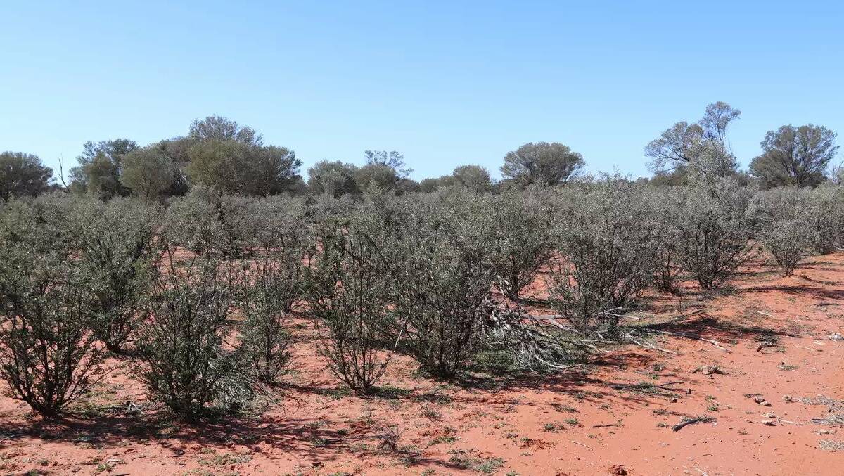 There are large areas of low mulga reserves on Yarmouth.