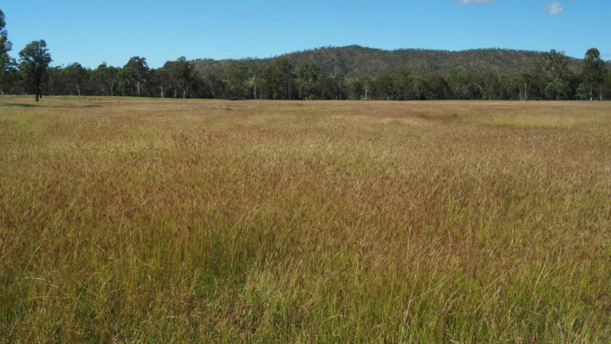 ELDERS: The 5857 hectare Biloela property Lonestar will be auctioned on July 7.