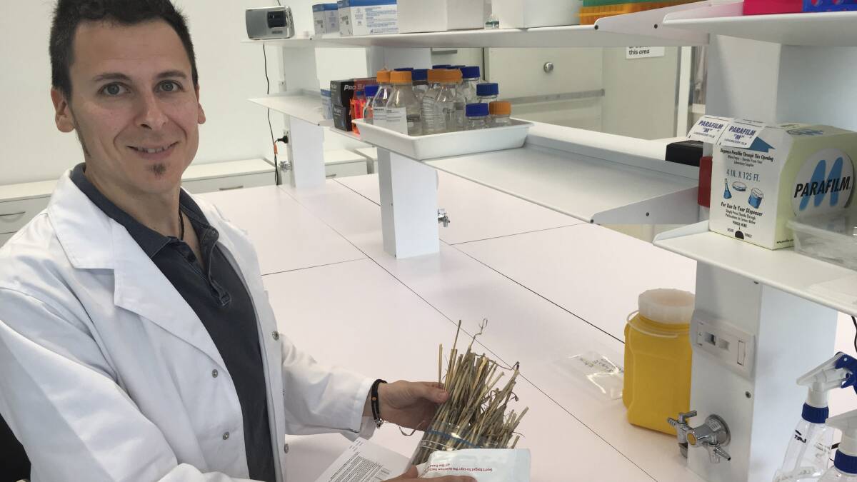 Dr Fran Lopez-Ruiz leads the GRDC-supported and Curtin University-based Centre for Crop and Disease Management research team that has uncovered barley resistance in SFNB to some Group 3 DeMethylation Inhibitors fungicides. 