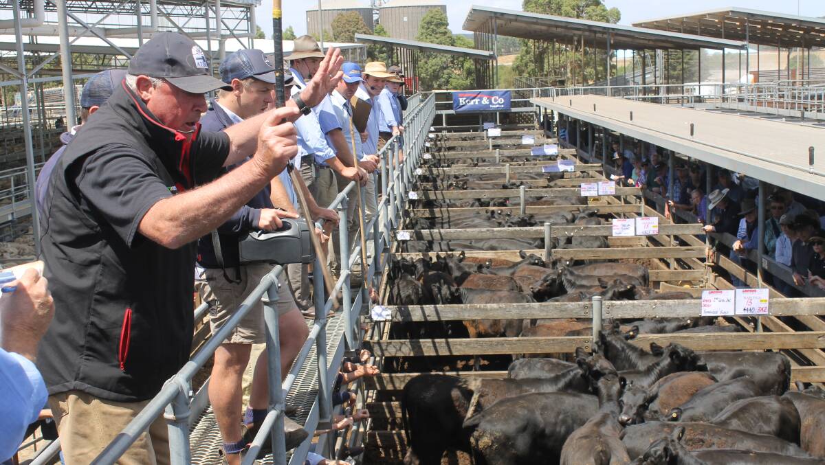KP Lanyon auctioneer Warren Clarke selling the first pen of Angus heifers at the weaner sale in Hamilton.