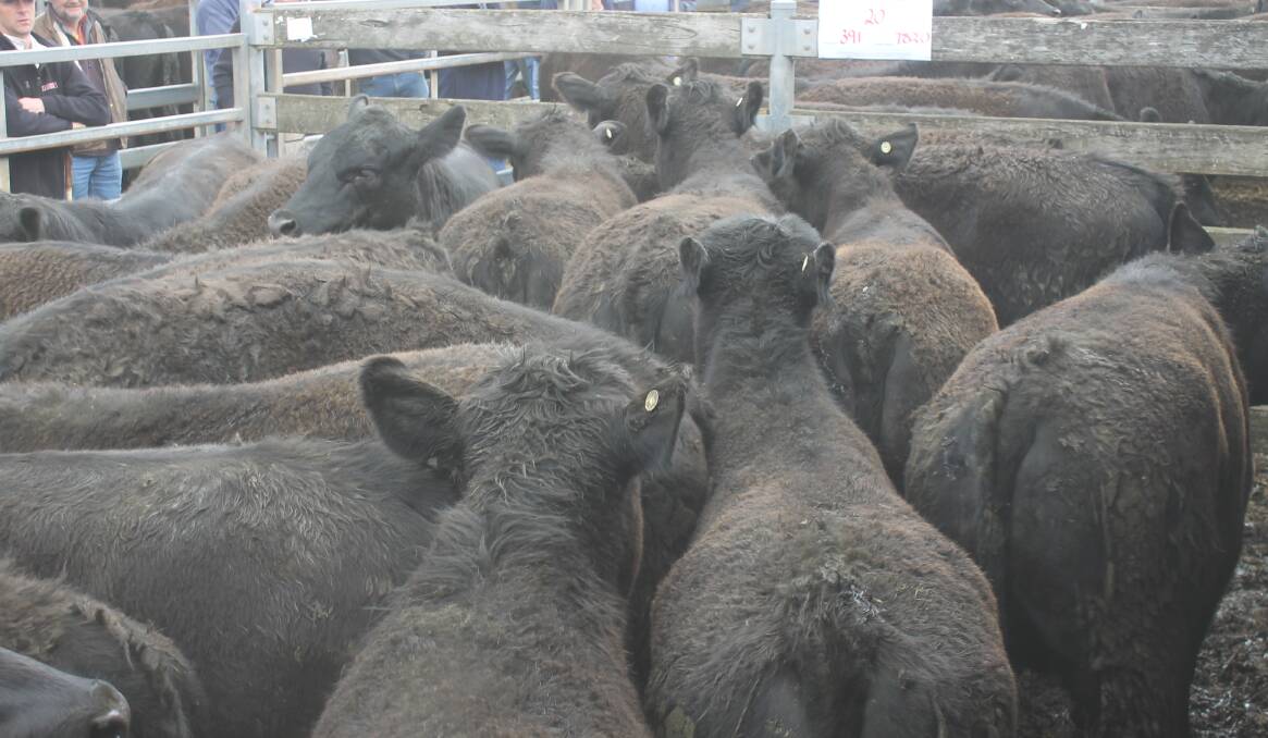 None of the major feeder buyers were present but there were doubts, if they were they would have matched the keen demand of the graziers.