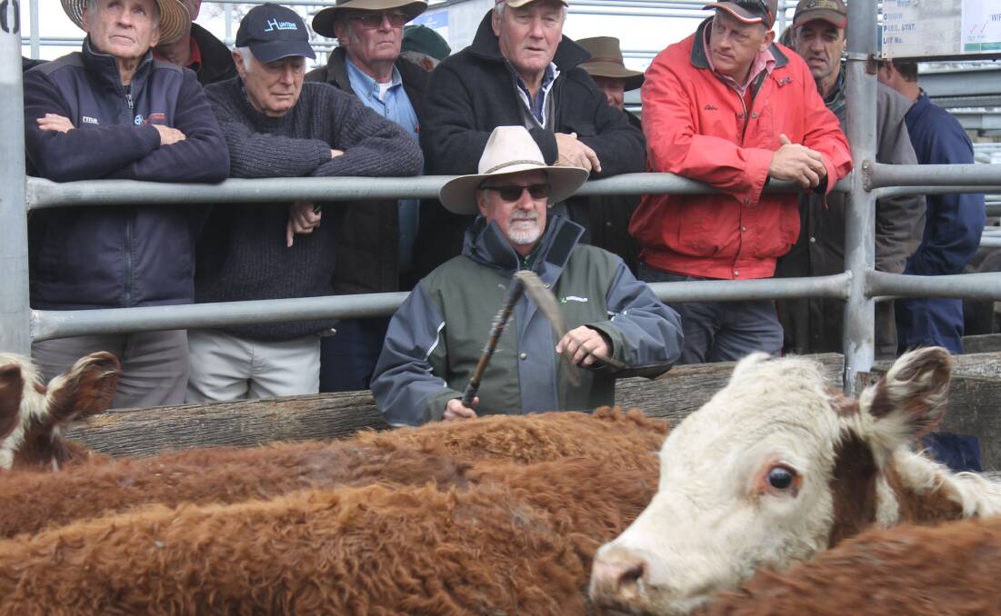 Landmark's Barclay Dowling looks for bids at Ballarat store market where prices, Friday, were softer than expected due to wet pasture conditions.