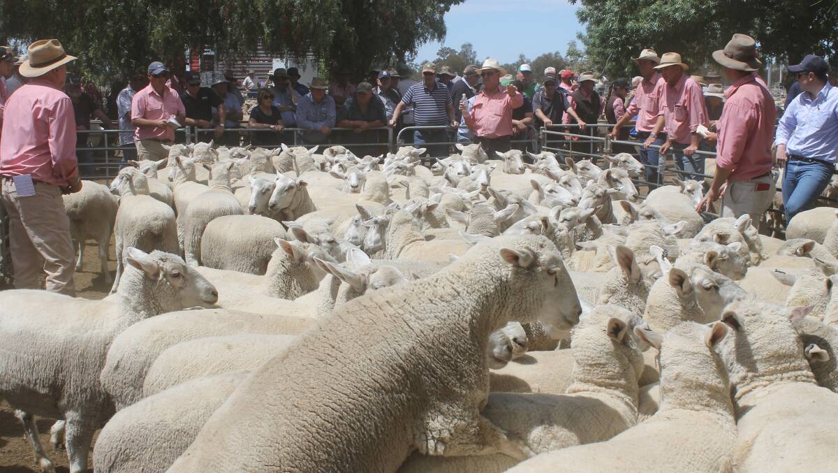 Exceptional demand for Wycheproof ewes