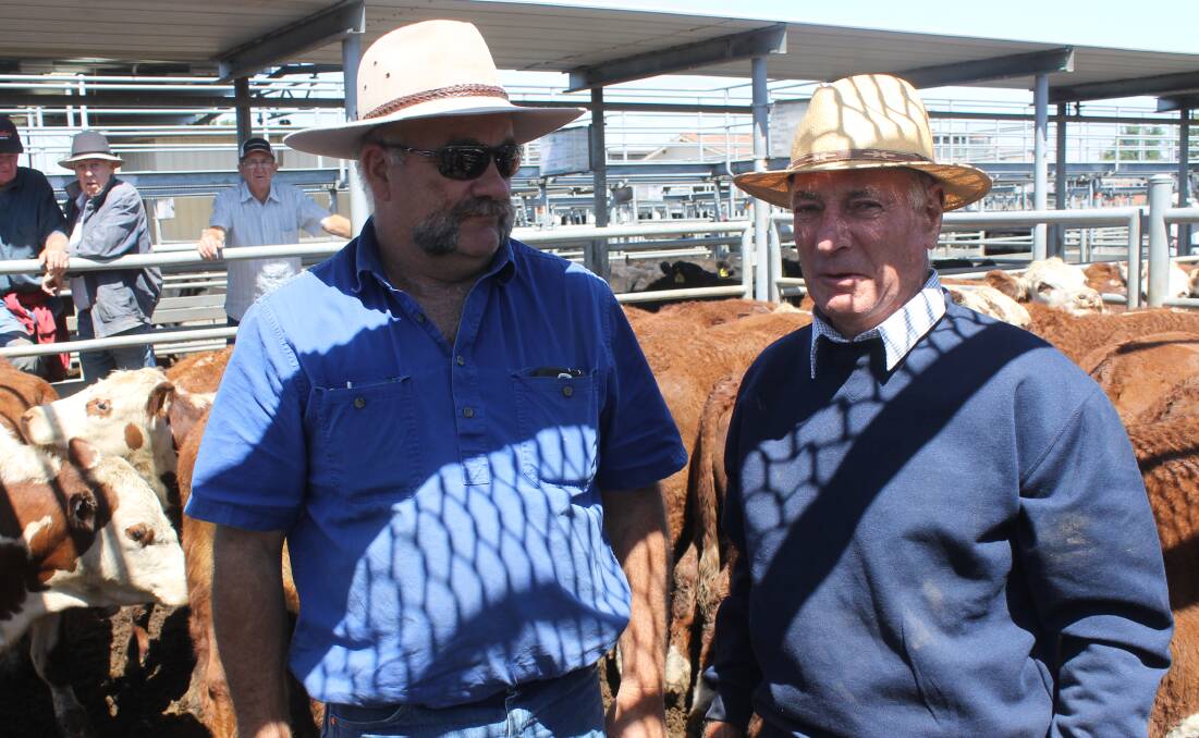 Kelvin Trickey, manager, Coryule Skipton sold these Allendale-blood Poll Hereford steers to repeat Robert "Buck" Fraser, Clunes at $1450