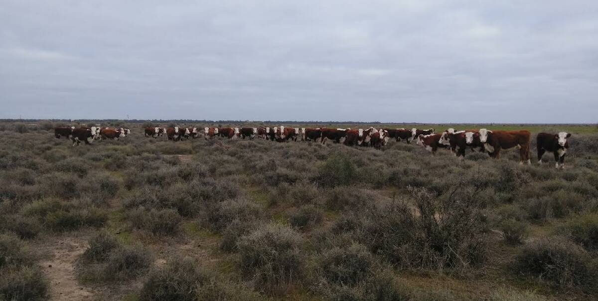 Boonoke Hereford herd