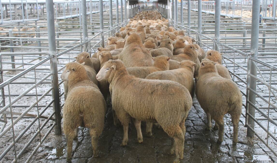 The Guthrie family's record breaking lambs sold for $271 a head at Ballarat, forming part of a larger haul for the Australian Lamb Company, Colac.