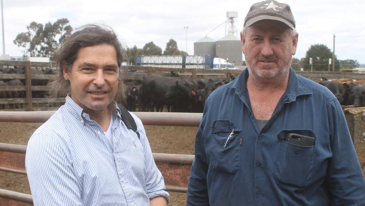 Ken Davis and Peter Robertson dispersed the Condah Hill 7-8 year-old Angus cows with calves at foot at Hamilton.