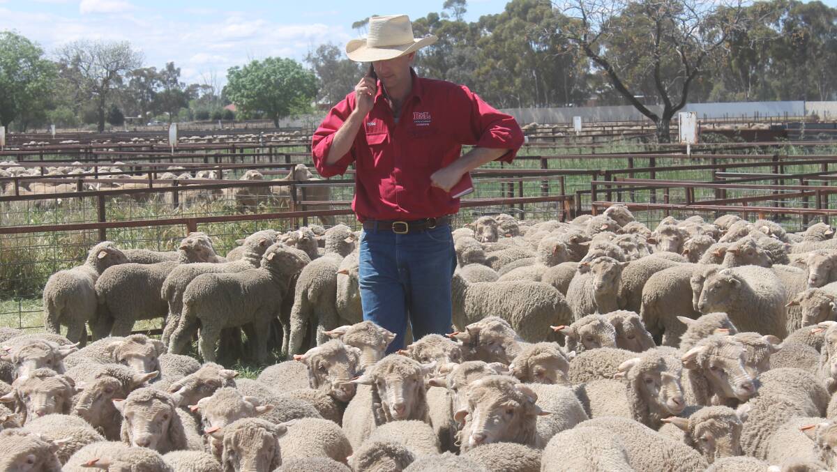 Todd Clements, Bowler & Livermore, Bathurst, NSW, back in his old stomping ground at Jerilderie, NSW, looking for sheep to buy.