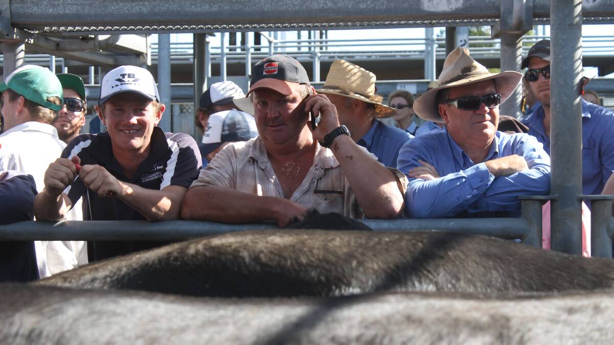 Season high $3275 for Ballarat joined heifers