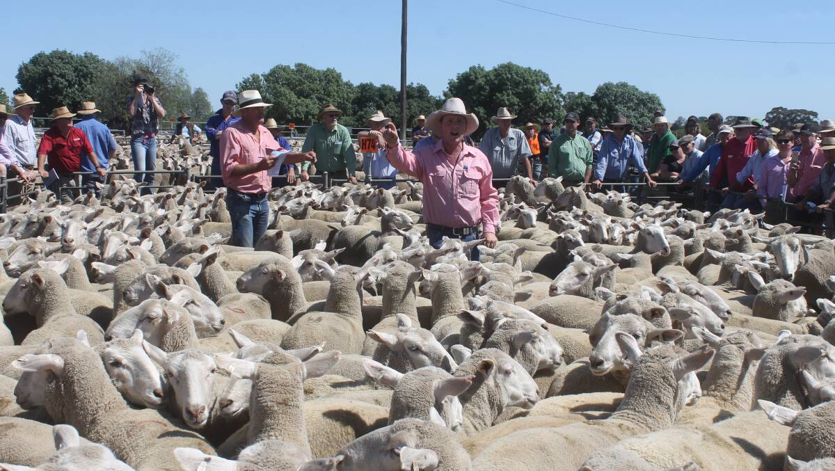 Elders auctioneer, Nick Gray offers the Emu Park young ewes sold at $320 a head as the opening pen of the Corowa, NSW crossbred ewe sale. 