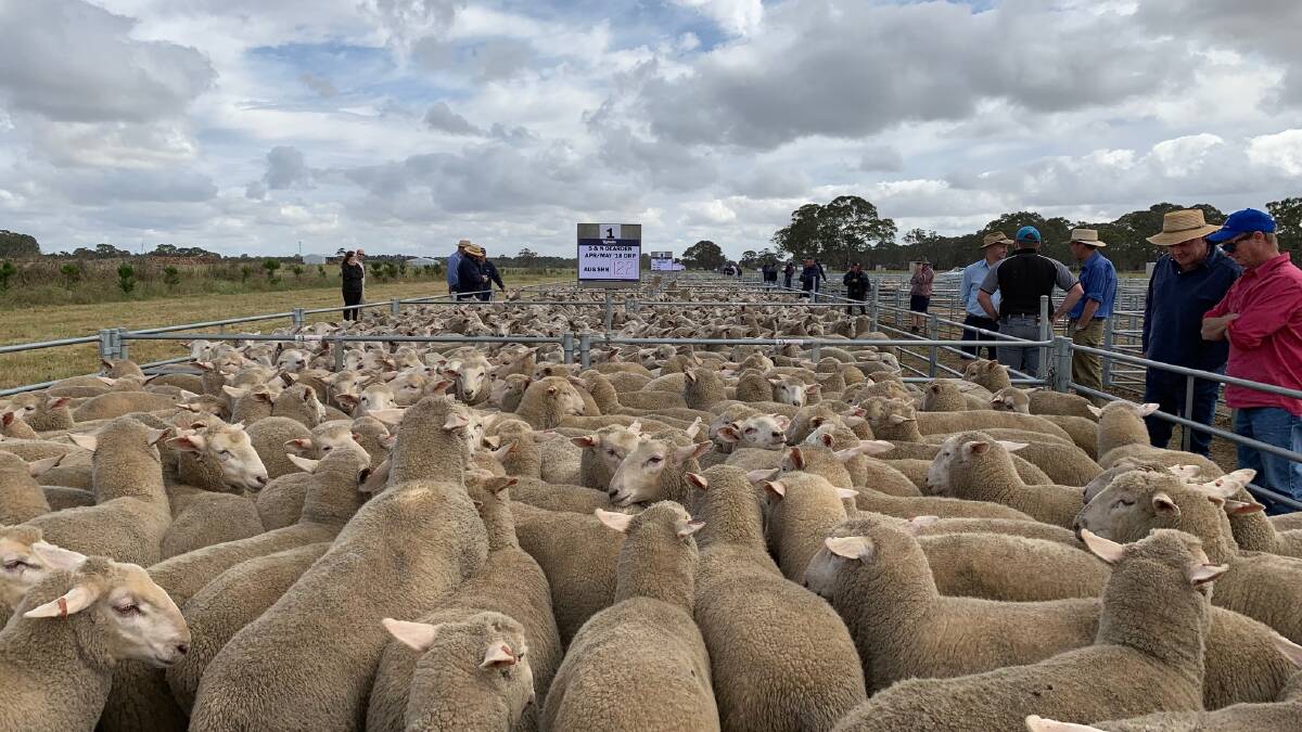 Lambs ease as supplies rise