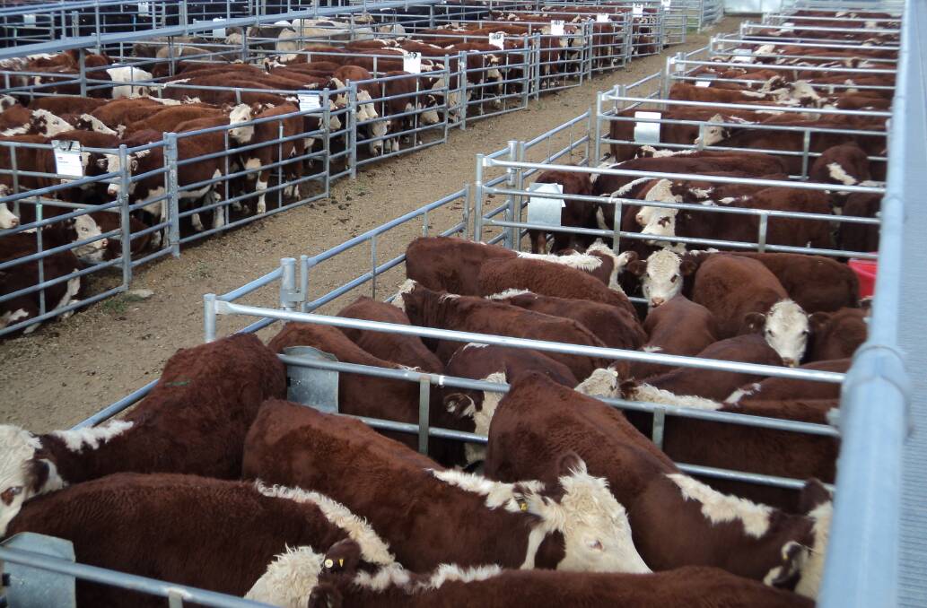 Hereford weaners from prominent Tasmanian breeders filled the feature front-lane pens of the Elders Powranna Livestock Complex last Thursday.