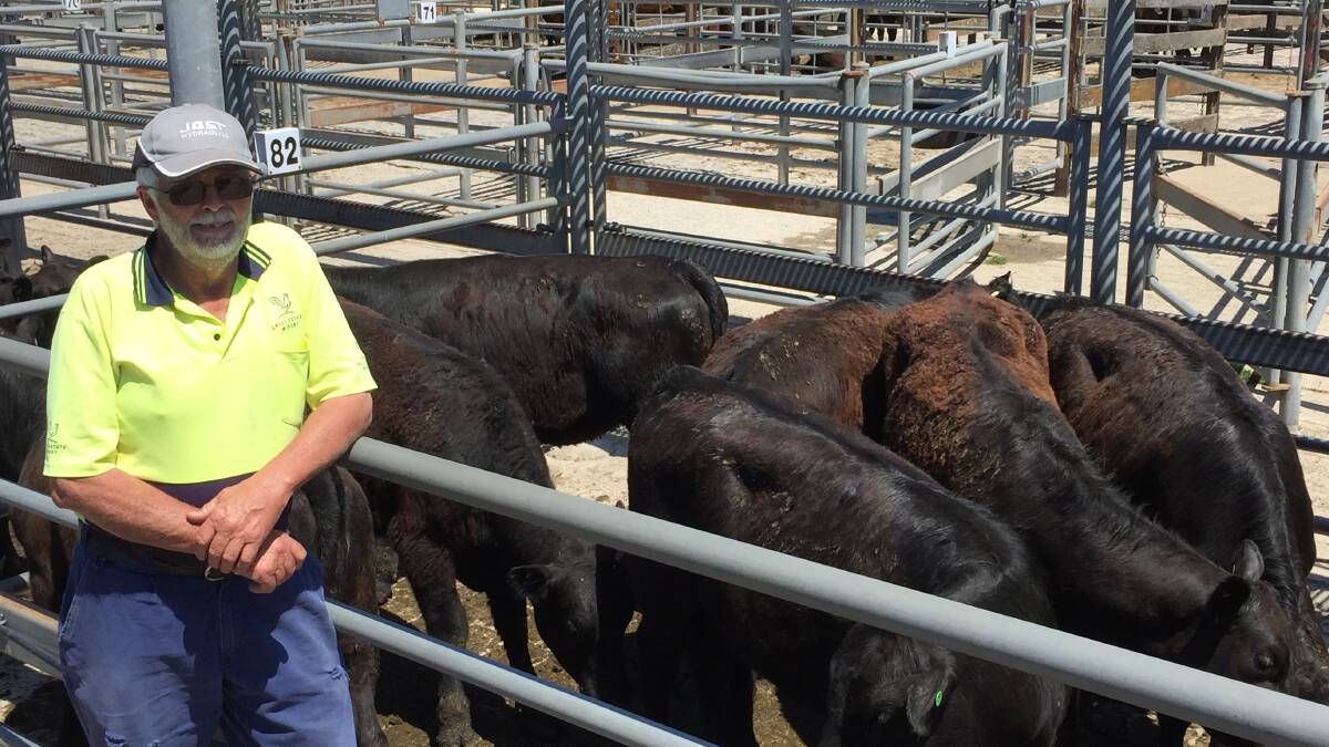 John Tully, Lancefield, with his yard of Coolana-blood Angus heifers sold at $780 a head.