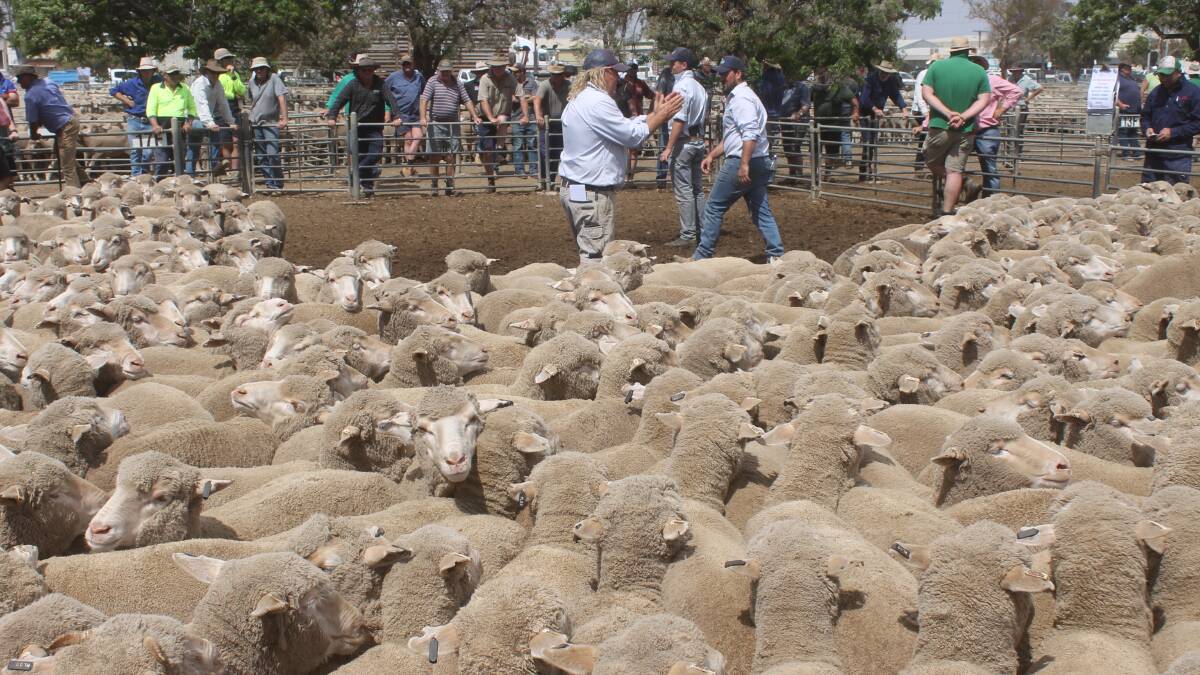 Swan Hill ewes to $220