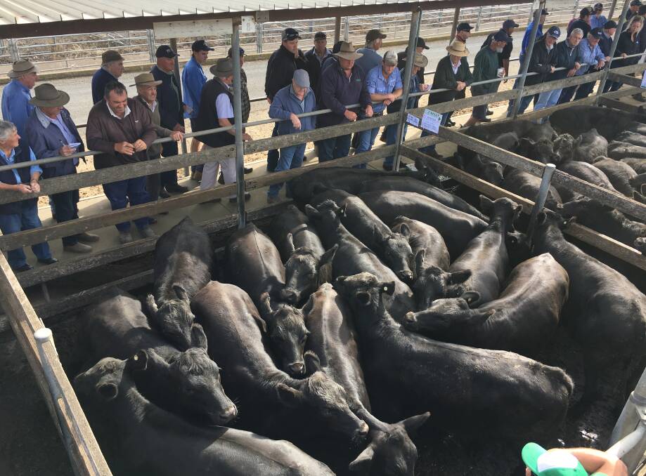 A wide spread of buyers from South West Victoria competed with feedlots and meat processors at Warrnambool's monthly store cattle sale: Photo by Tom Kelly