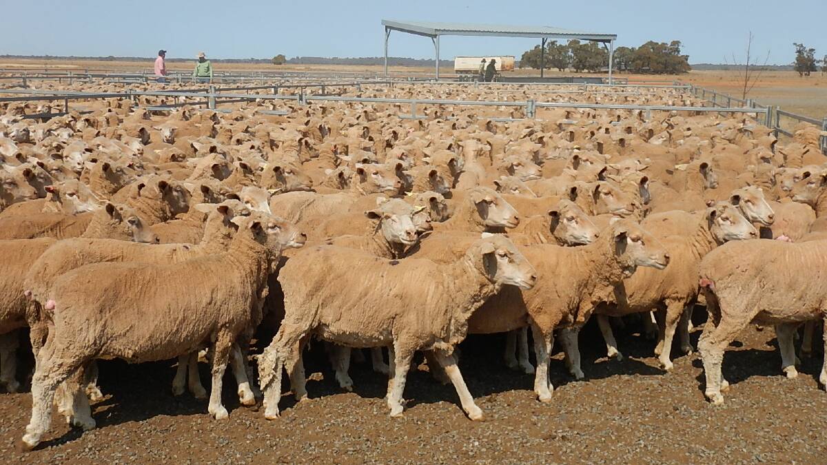 The Wyvern 5-year-old ewes negotiated at $123