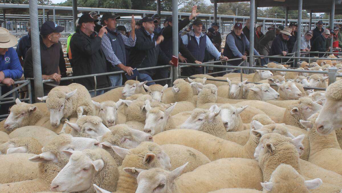 The processor gallery competing for lambs at Ballarat, Victoria's largest lamb market outlet.